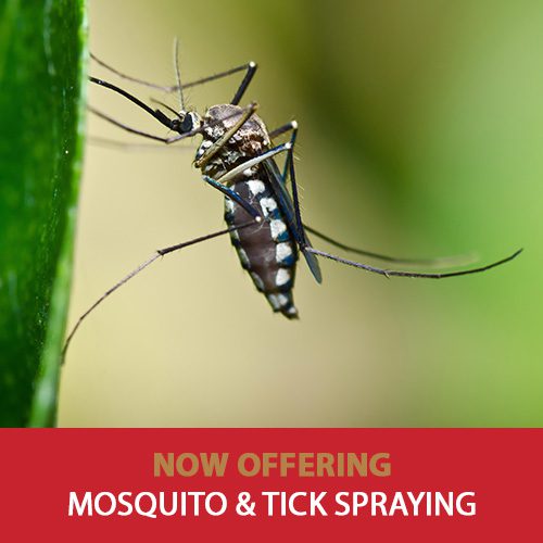 Mosquito & Tick Spraying Walpole Medfield Westwood Dover MA